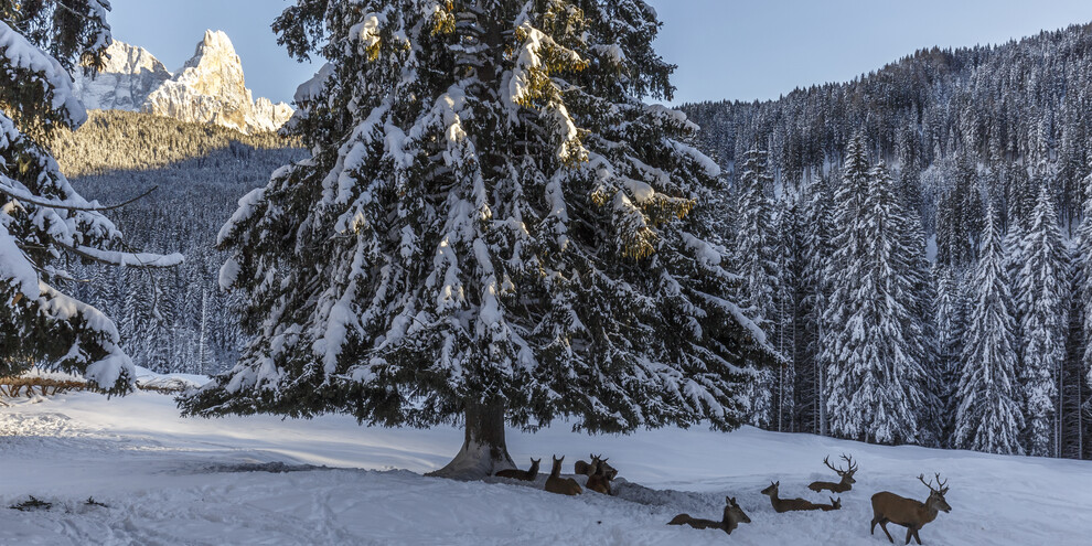 Val di Fiemme - Paneveggio - Parco Naturale Paneveggio Pale di San Martino