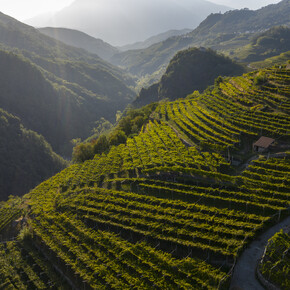 Val di Cembra - Vigneti
