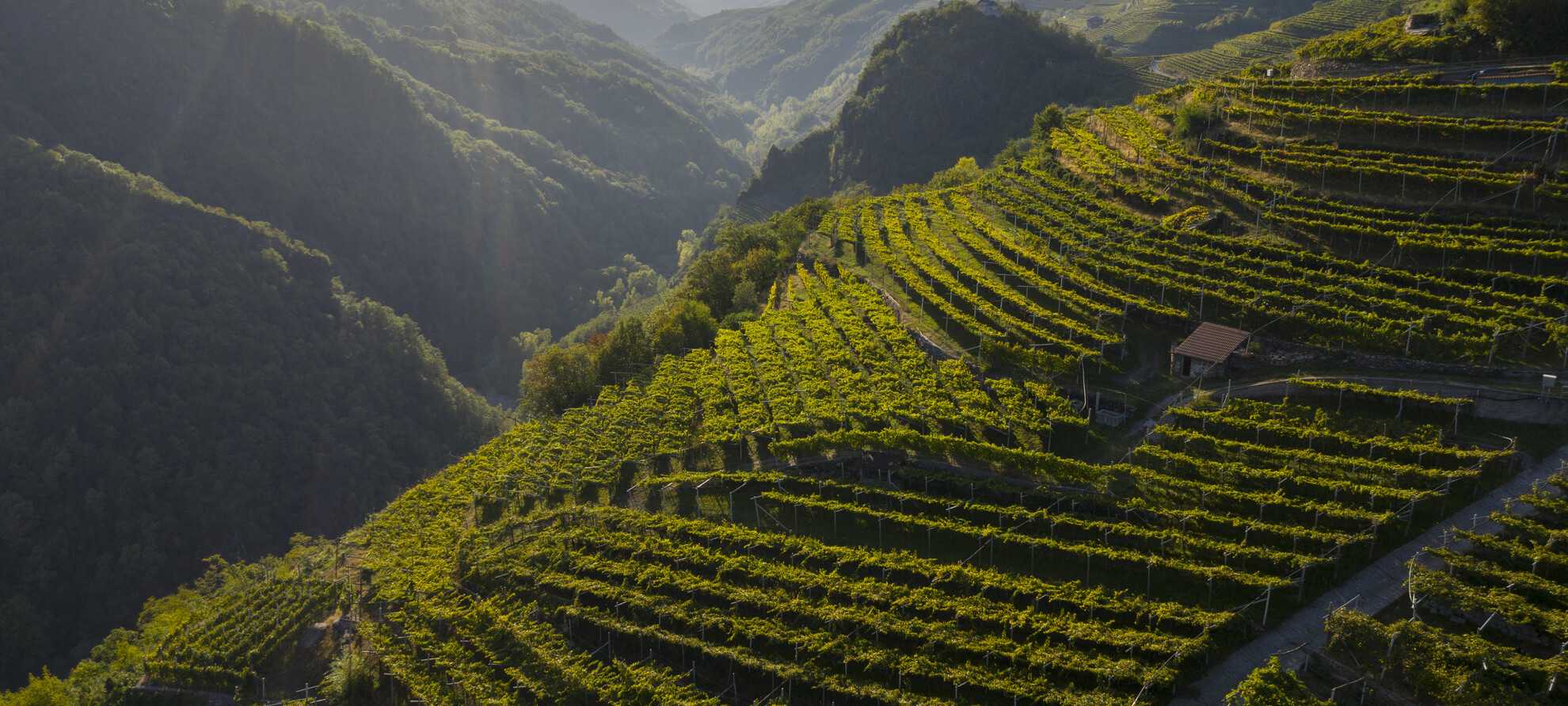 Val di Cembra - Vigneti