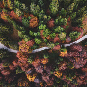 Alpe Cimbra - Strada forestale
