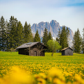 Val di Fassa - Prato fiorito con baita