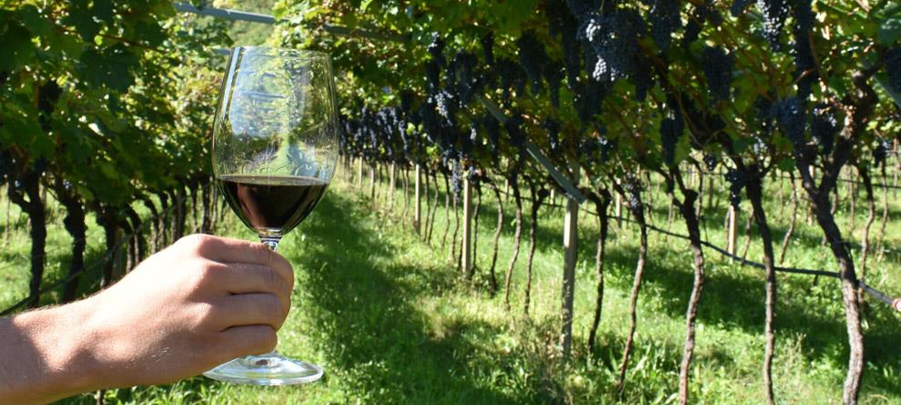 I dintorni del Marzemino