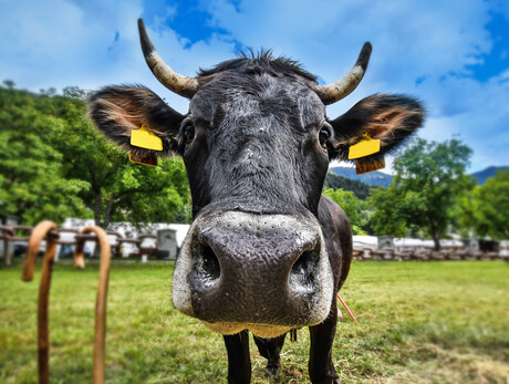 “Razza Rendena” cows event