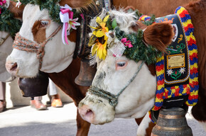 Gran Festa del Desmontegar