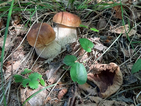 Festa delle Brise - Mushroom Festival