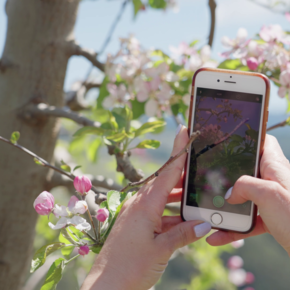 Aprile Dolce Fiorire