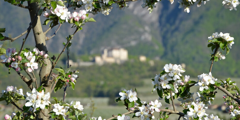 Aprile dolce fiorire