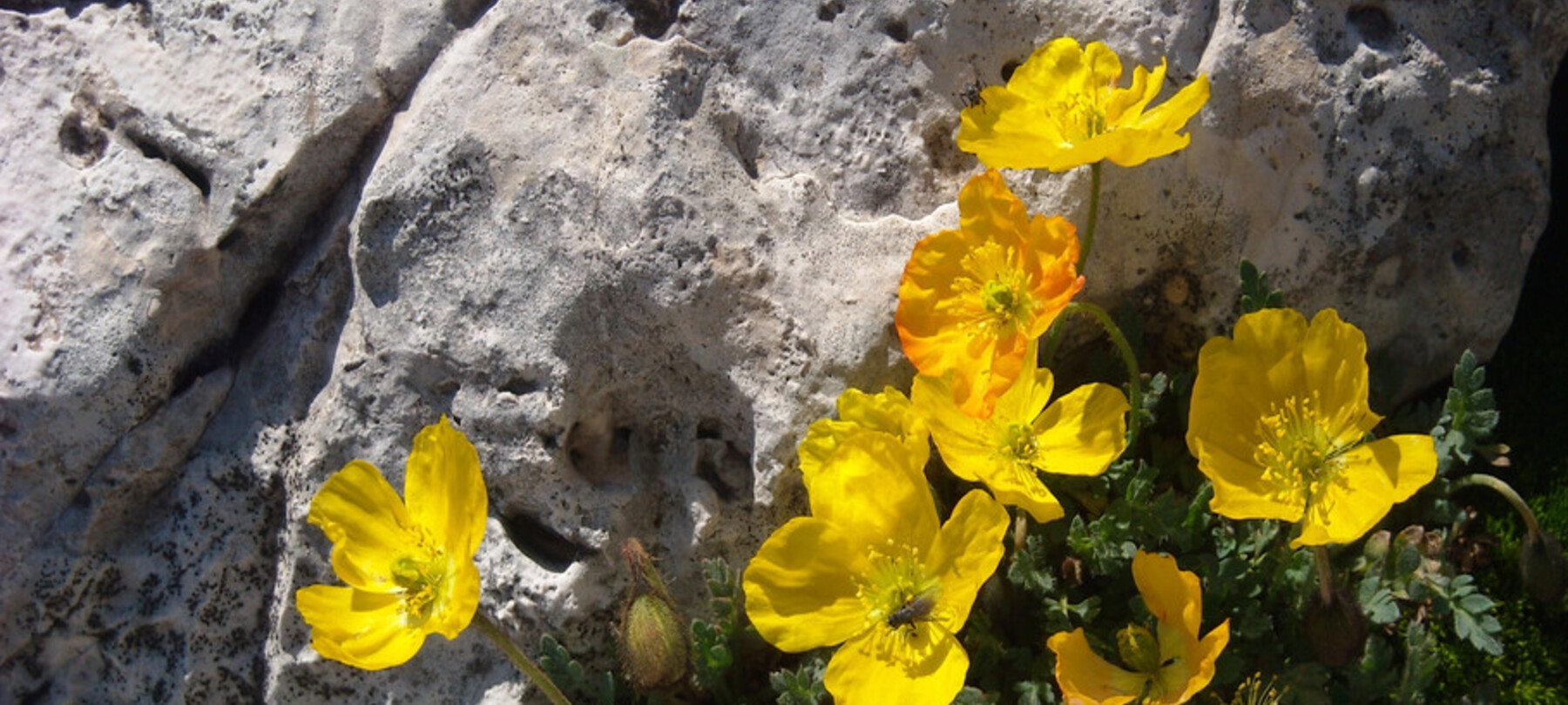 La Via delle Normali, seconda tappa: la flora delle Dolomiti