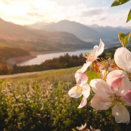 A JOURNEY THROUGH THE MOST SPECTACULAR ALPINE BLOOMS