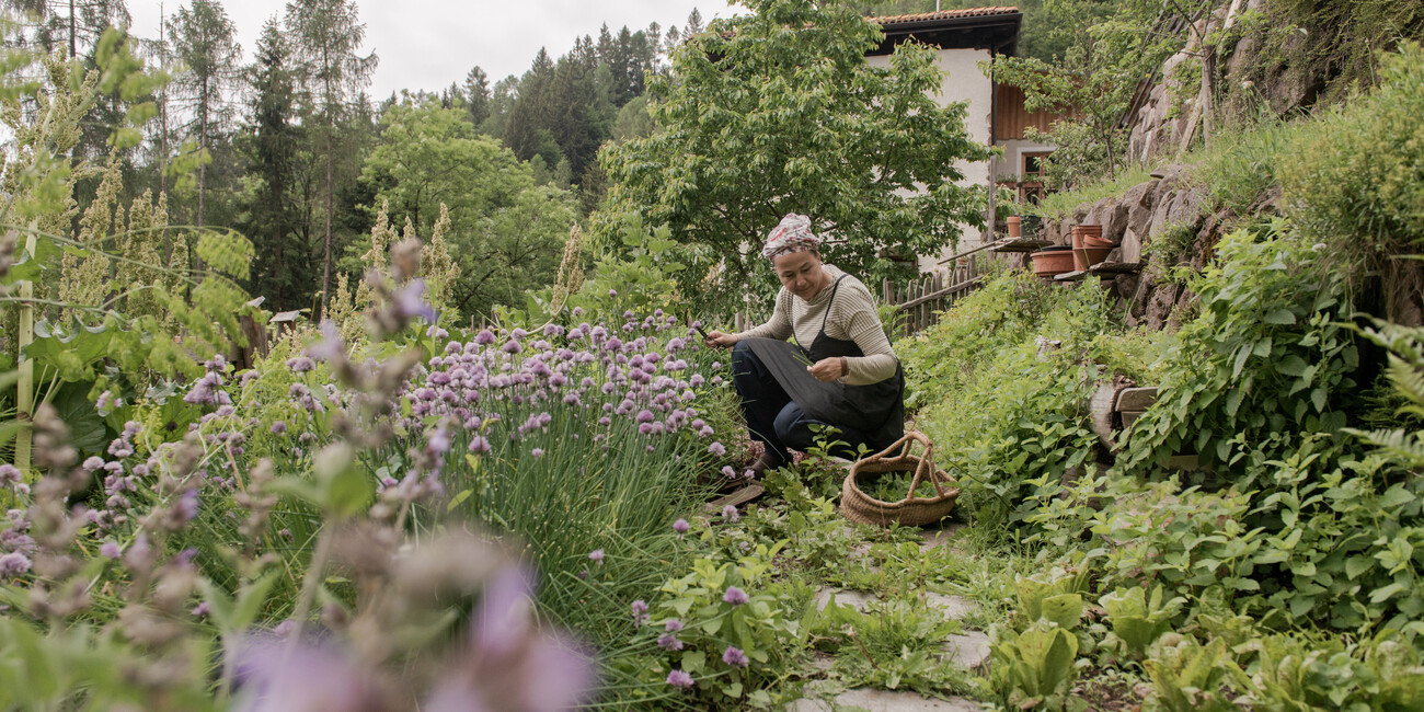 A JOURNEY THROUGH THE MOST SPECTACULAR ALPINE BLOOMS #4