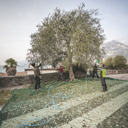 Im Trentino Garda befindet sich das nördlichste Olivenanbaugebiet der Welt - Offene Ölmühlen und Expertentipps von Olivenölverkosterin