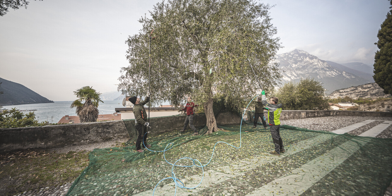 Im Trentino Garda befindet sich das nördlichste Olivenanbaugebiet der Welt - Offene Ölmühlen und Expertentipps von Olivenölverkosterin #1