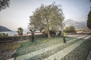 Im Trentino Garda befindet sich das nördlichste Olivenanbaugebiet der Welt - Offene Ölmühlen und Expertentipps von Olivenölverkosterin