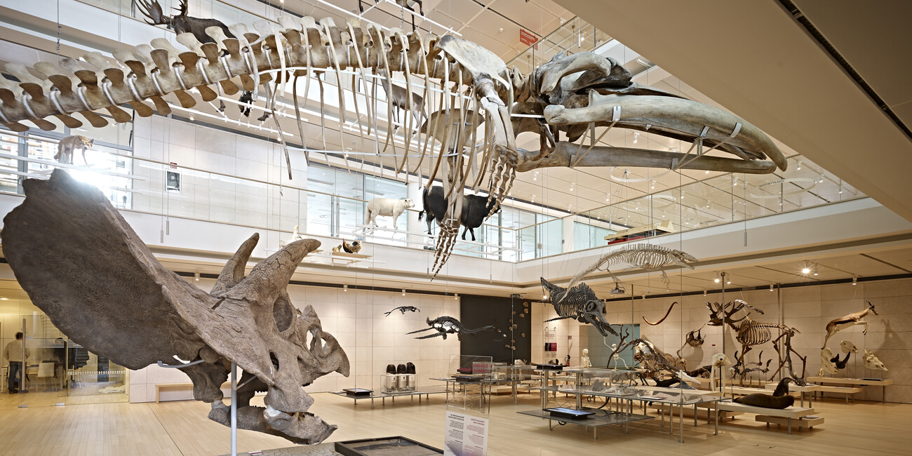 Rovereto: Kulturhauptstadt Trentinos Palazzi, Burgmauern und moderne Kunst #3