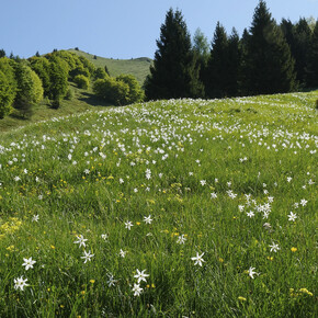 Поддержка сми