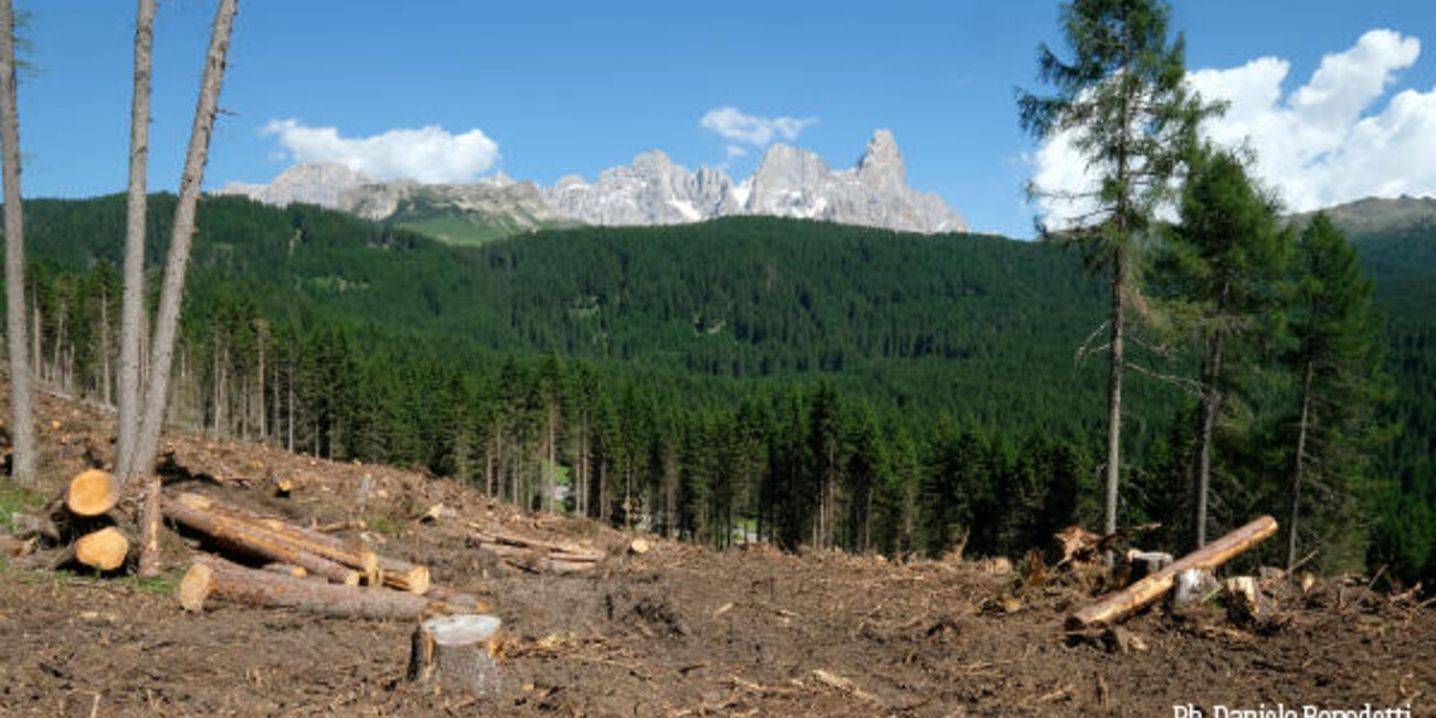 UN PATTO PER RICOSTRUIRE LE FORESTE TRENTINE #3