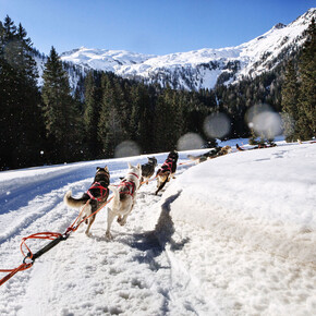 Madonna di Campiglio - sleddog