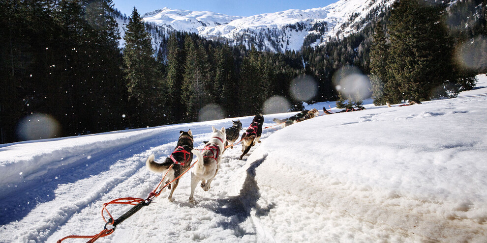 Madonna di Campiglio - sleddog