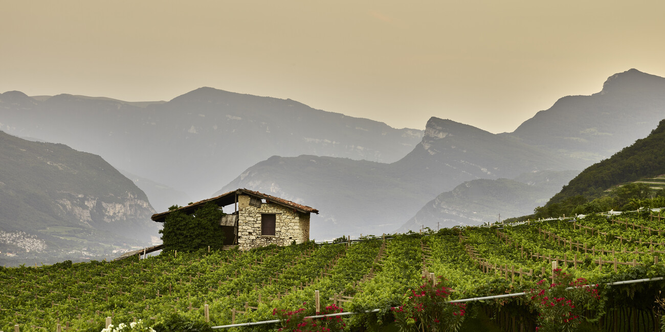 РАВНИНА РОТАЛИАНА: ПО ВИНОДЕЛЬНЯМ И ВИНОГРАДНИКАМ В СЕДЛЕ ВЕЛОСИПЕДА #9