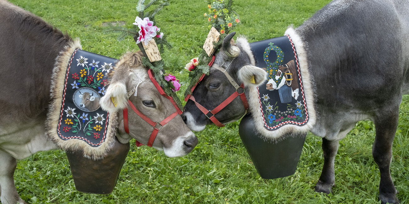 Il ritorno dei pastori dagli alpeggi: una festa che si rinnova #2