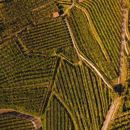 Autunno in Trentino: il rito dei raccolti e delle vendemmie che preannuncia la festa 