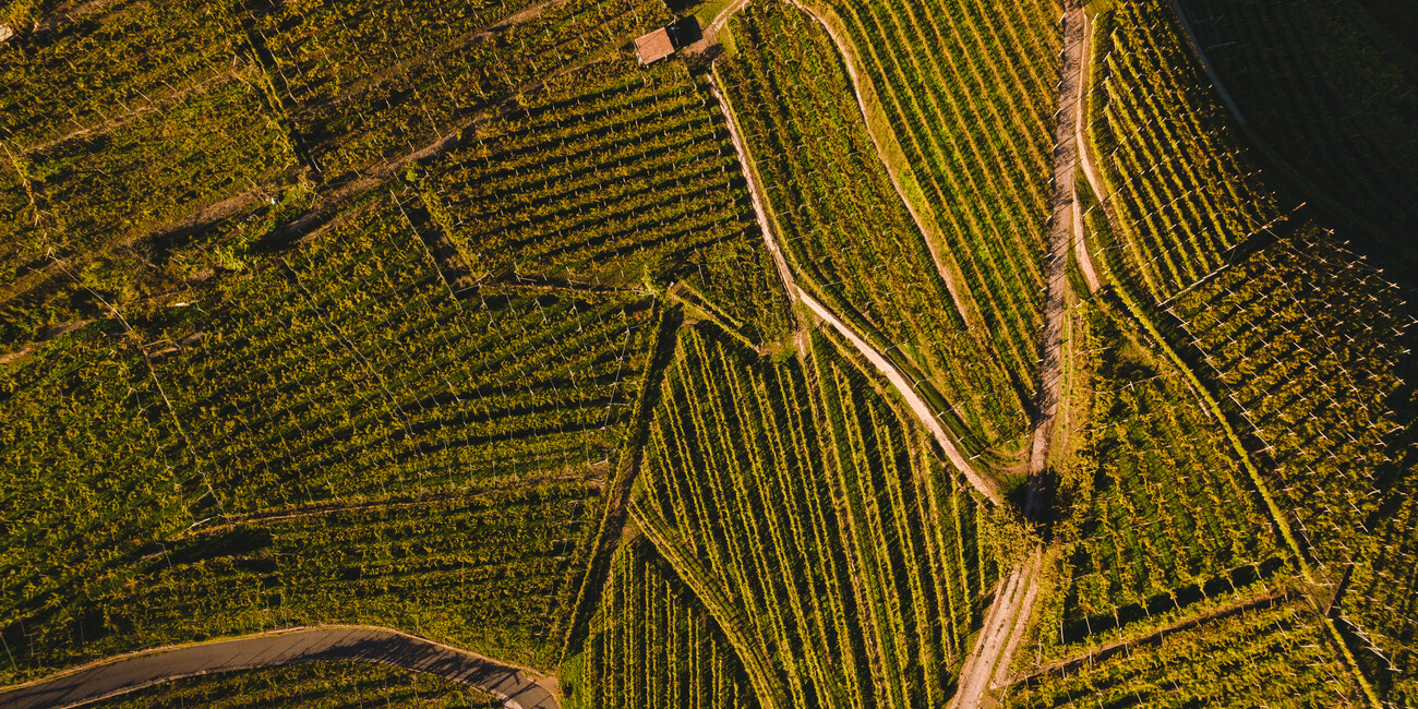 Autunno in Trentino: il rito dei raccolti e delle vendemmie che preannuncia la festa  #1