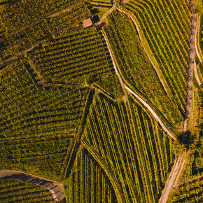 Autunno in Trentino: il rito dei raccolti e delle vendemmie che...