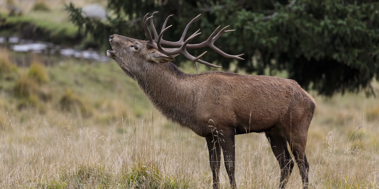 Trentino d’autunno: il benessere si fa natura, colori e silenzio #3