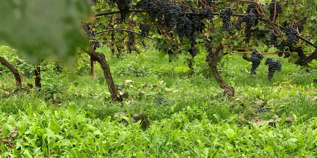 Le Bollicine di Montagna trentine a Melaverde #4