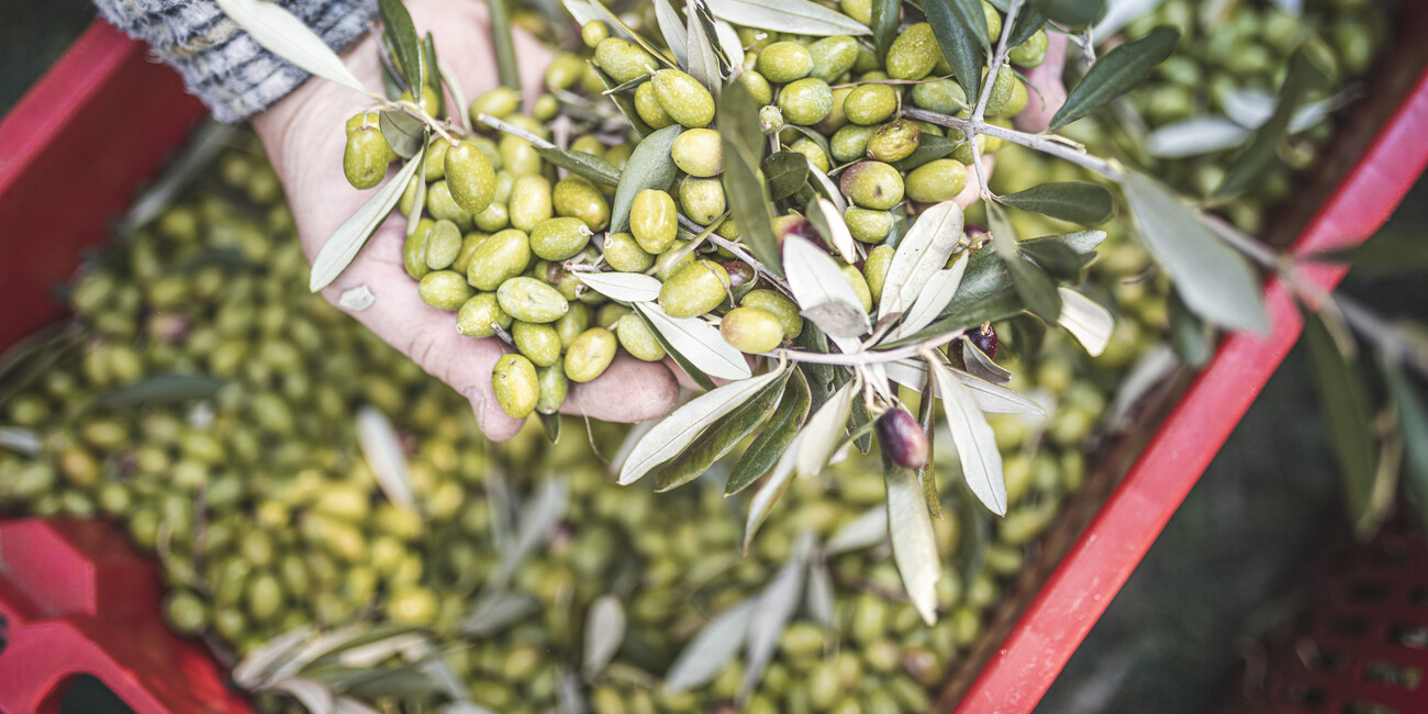 A season to savour Festivals of taste and tradition in Trentino’s villages #1