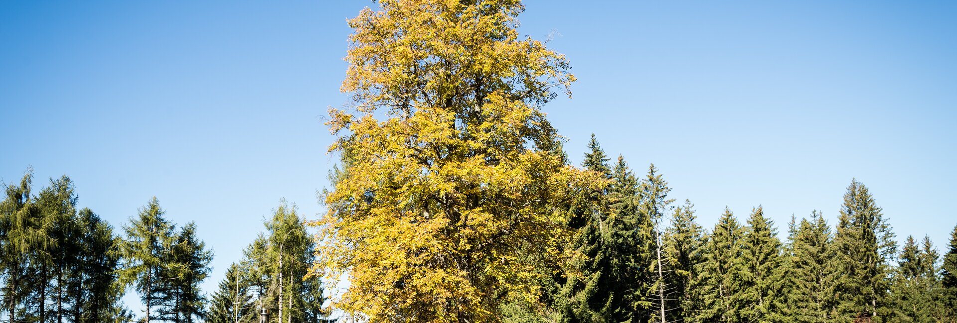 Reservatnetz Cembra - Avisio | © Foto Archivio Rete di Riserve Cembra – Avisio