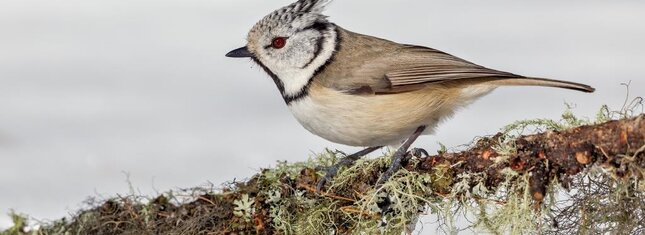 Parco_dello_Stelvio_Foto_Tiziano_Salamone | © Parco_dello_Stelvio_Foto_Tiziano_Salamone