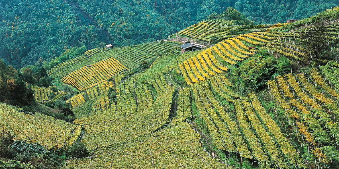 Mueller Thurgau in Val di Cembra