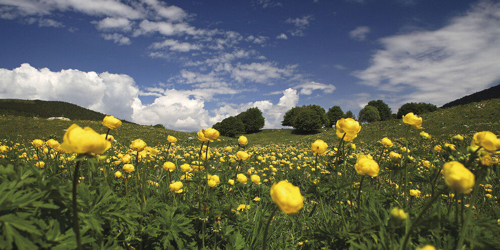 Trollblumen auf dem Monte Baldo