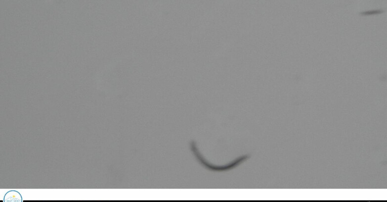 Webcam Passo Brocon-Marande - Vette Feltrine 